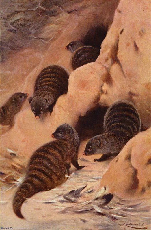 Mangouste rayée - after Wilhelm Kuhnert