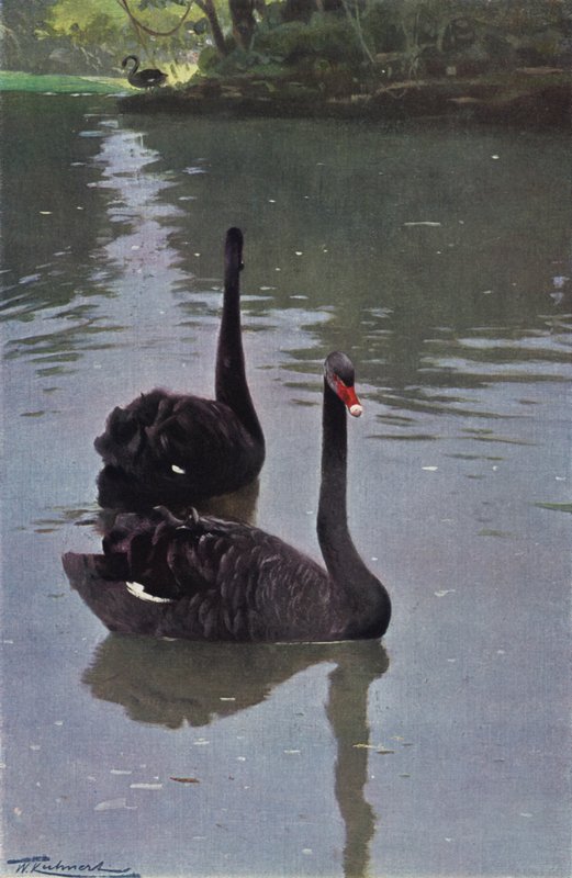 Cygne noir - after Wilhelm Kuhnert