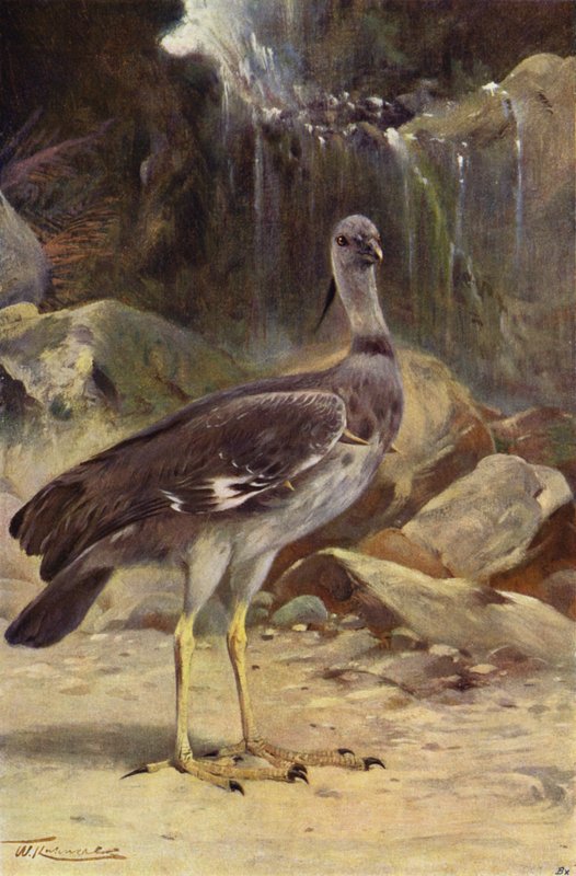Kamichi à collier - after Wilhelm Kuhnert