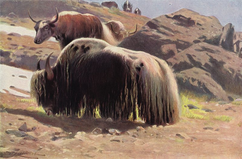 Yak domestiqué - after Wilhelm Kuhnert