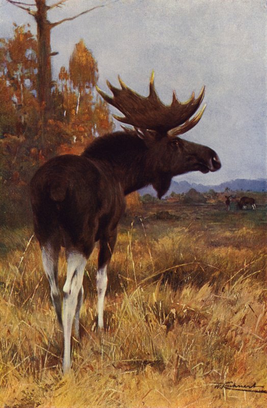 Élan ou orignal - after Wilhelm Kuhnert