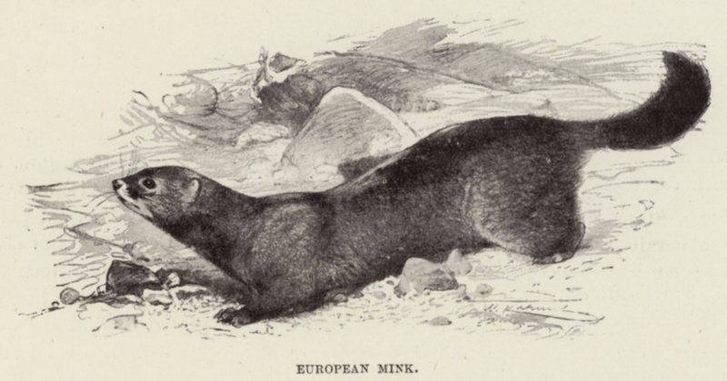 Vison européen - after Wilhelm Kuhnert