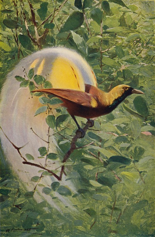 Grand oiseau de paradis - after Wilhelm Kuhnert