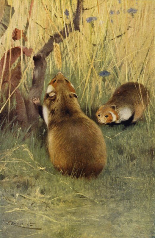 Hamster - after Wilhelm Kuhnert