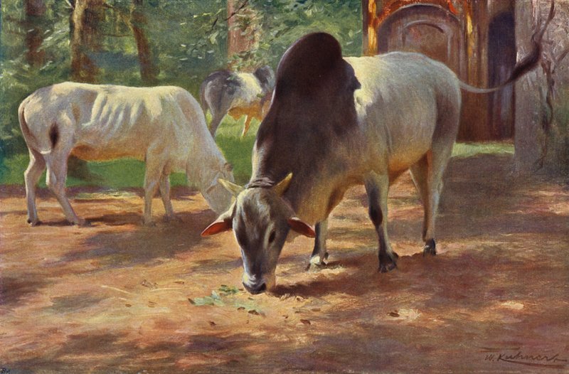 Bétail bossu indien - after Wilhelm Kuhnert