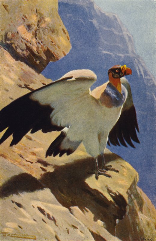 Vautour pape - after Wilhelm Kuhnert