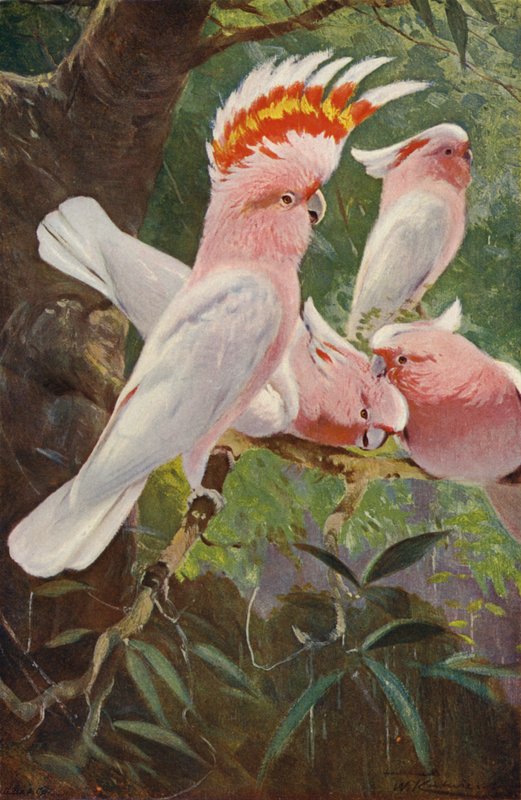 Cacatoès de Leadbeater - after Wilhelm Kuhnert