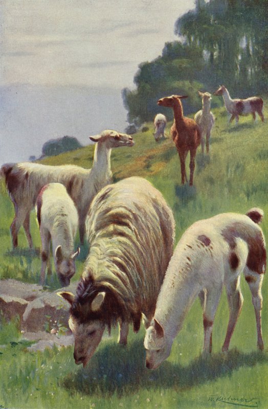 Lama - after Wilhelm Kuhnert