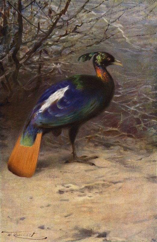 Monal - after Wilhelm Kuhnert
