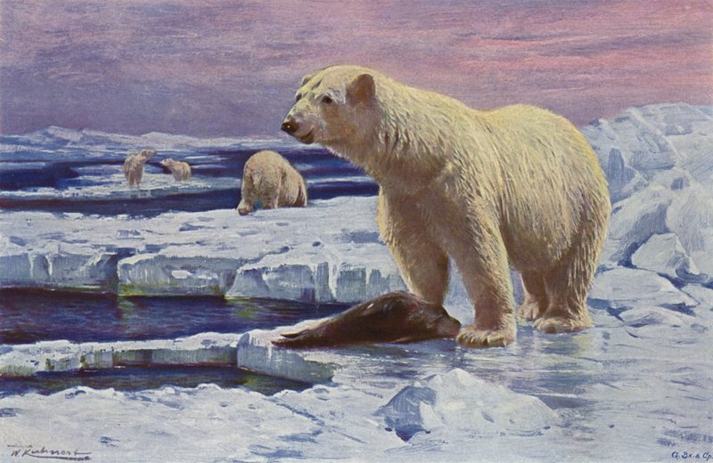 Ours polaire - after Wilhelm Kuhnert