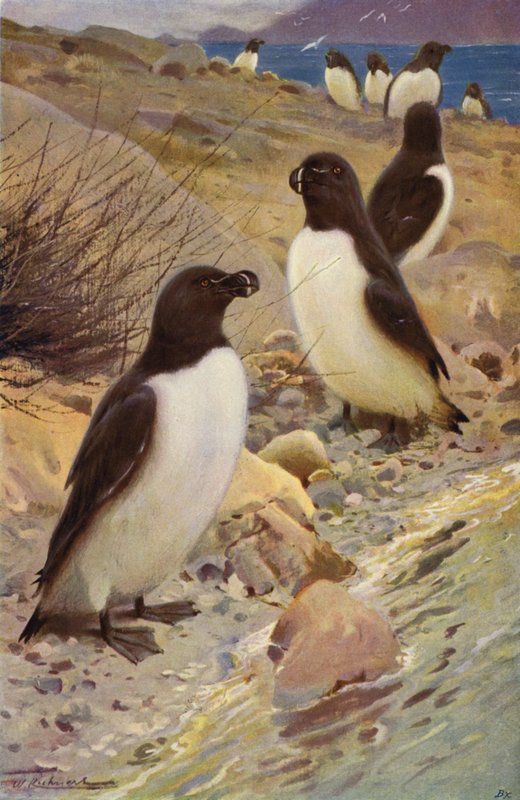 Petit pingouin - after Wilhelm Kuhnert