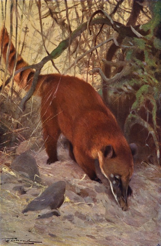 Coati roux - after Wilhelm Kuhnert
