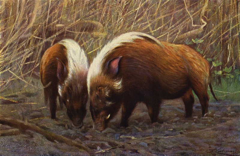 Porc de rivière - after Wilhelm Kuhnert