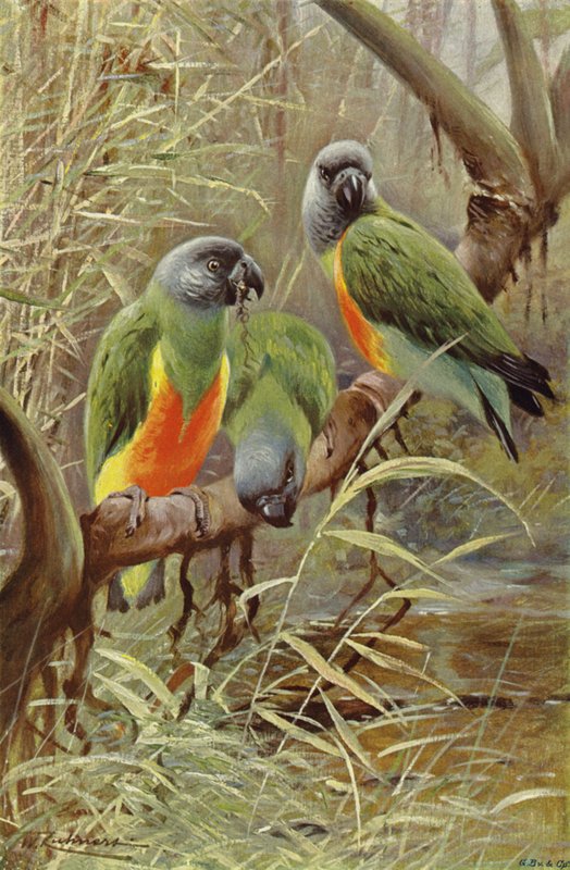 Perroquet du Sénégal - after Wilhelm Kuhnert