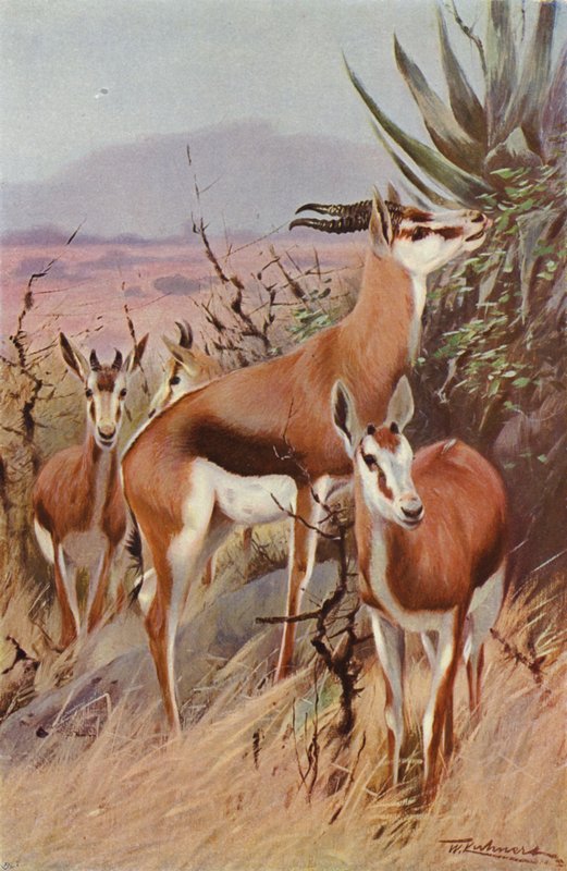 Springbok - after Wilhelm Kuhnert