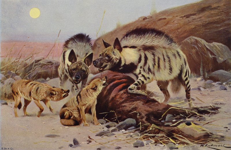 Hyène rayée et chacal - after Wilhelm Kuhnert