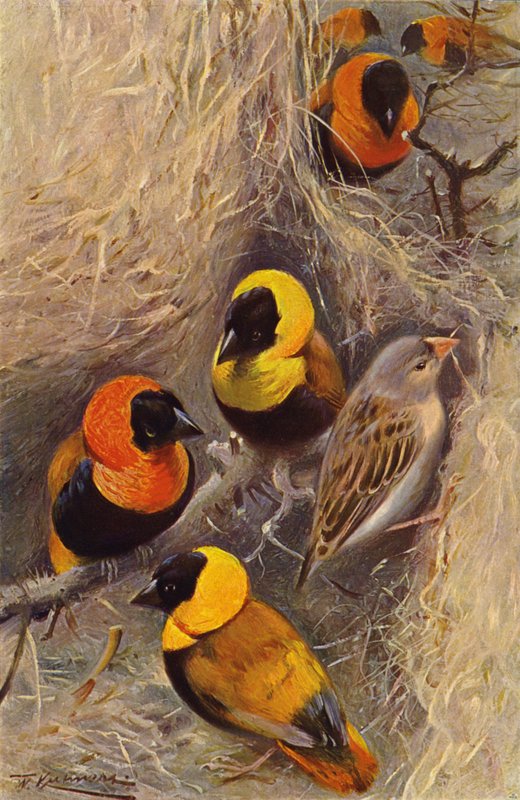 Oiseaux tisserands - after Wilhelm Kuhnert