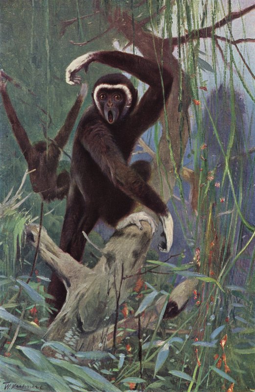 Gibbon à mains blanches - after Wilhelm Kuhnert